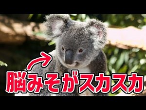 コアラの脳みそがスカスカすぎる理由