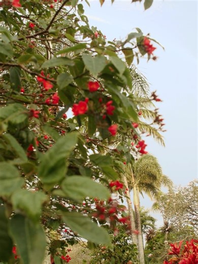 Jake Shimabukuro on Reels