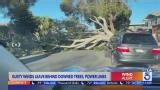 Gusty winds leave behind downed trees, power lines across SoCal
