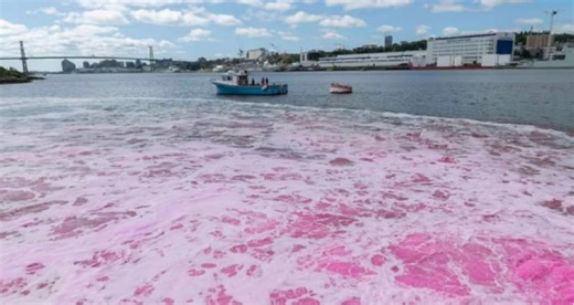 Dyeing the Halifax harbour pink to help fight climate change - The Weather Network