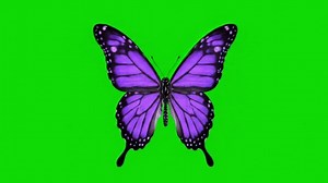 Purple Butterfly Background Images – Browse 208,356 Stock Photos, Vectors, and Video