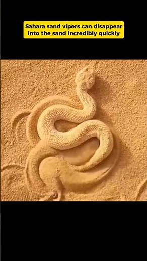 The Sahara Sand Viper