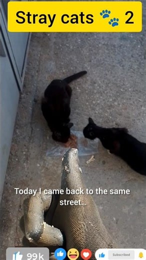 Feeding Stray Cats – Episode 2 🐾🍗 | This is NOT AI (100% Real)