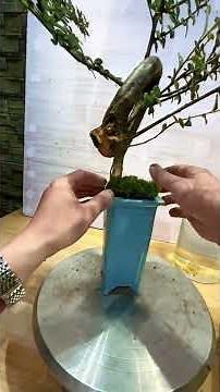 Turning This Wild Twisted Tree Into a Cascade Bonsai #bonsai