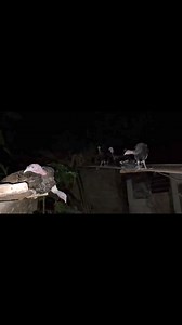 780K views · 8.9K reactions | Shinobi #reelsvideo | AYAW COL 2.0 | Facebook