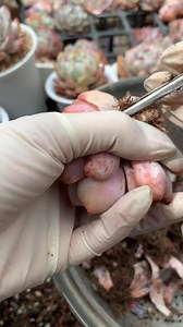 How to prune succulent? let me show you . #succulent #succulents #succulentlover #succulentaddict #planting #succulentsofinstagram #gardening #succulentplant | Succulent Shine