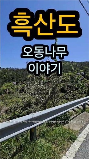 흑산도에 남은 오동나무의 전설｜섬이 들려주는 창작 이야기