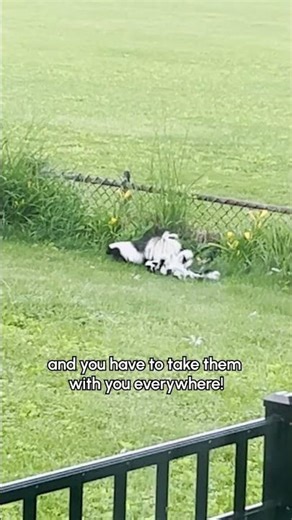 Skunk Mom Leads Her Babies Through Backyard