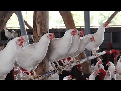 How to farm 10,000 chickens easily like a GENIUS