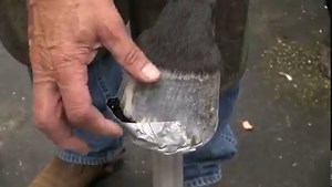 **Final Step for Vettec Adhere Repair** The foot has been clinched and finished and it's ready for the Vettec Hoof Care Adhere application. The hoof wall has grown down very well so the support and protection of the earlier applications is not as critical. However, Bobby Menker chose to protect the remaining undermined area and prevent anything from packing against it or into the sole area. Since the exposed laminae were very moist, you'll see that Bobby spent time drying the area and checking w