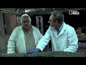 L'incroyable crocodile du nil