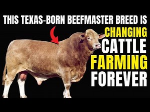 Beefmaster Cattle: Texas's Ultimate Beef Breed | Full Guide