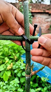 Technique for tying two bamboo poles together | Mahmud Hassan