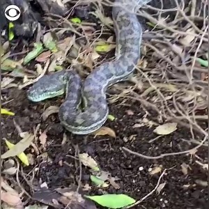 24K views · 125 reactions | PYTHON PROBLEMS: This massive python swallowed a chicken from a coop in Australia, prompting a snake catcher to remove it. | CBS News | Facebook