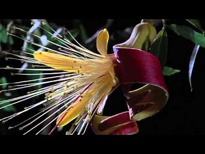 BBC Planet Earth Seasonal Forests Spring Baobabs.flv