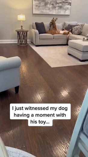 He loves his stuffed Teddy bear. #dog #goldenretriever #cute #puppy | Dogs Happiness