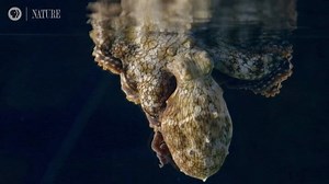 This octopus changes colours in its sleep. Is it dreaming?