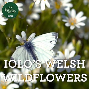 416K views · 2.4K reactions | The floral wonders that provide a splash of colour to every spring  #Springwatch | BBC Springwatch | Facebook