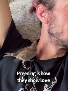 What we’ve learned about House Sparrows from Jacalyn… | Newhouse Wildlife Rescue