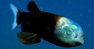 Scientists Solve Mystery of Deep-Sea Fish With Tubular Eyes and Transparent Head