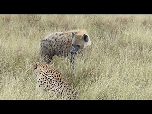 Cheetah gets finally fed up with hyena