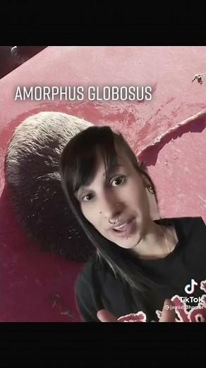 Amorphous Globosus