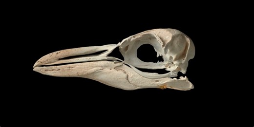 Polar DinoFest: Dan Ksepka