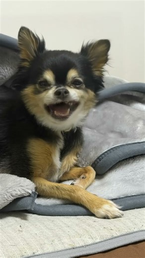 マロが歌う🎤 ドラゴンボール😆😆