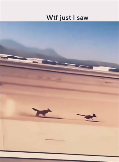 Rare Road Runner Bird Spotted in the Wild |