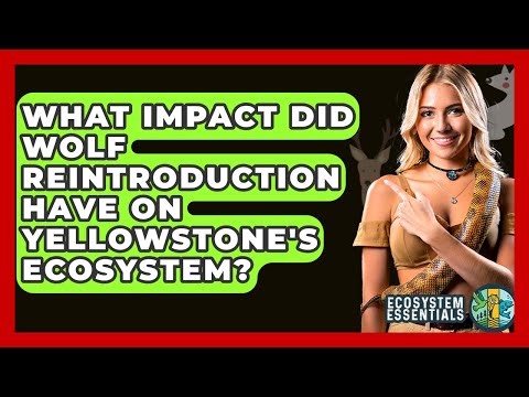 What Impact Did Wolf Reintroduction Have On Yellowstone's Ecosystem? - Ecosystem Essentials