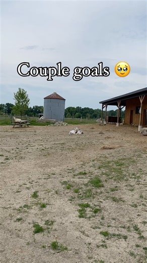 6.9K views · 177 reactions | Arnold and Maple are the cutest goat...