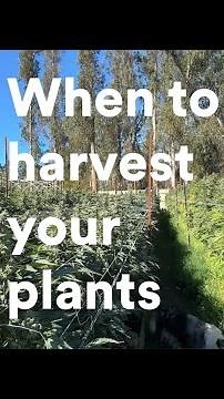 Croptober 1: How to tell if your plant is ready to harvest