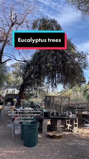 Discovering Eucalyptus at the Desert Botanical Garden