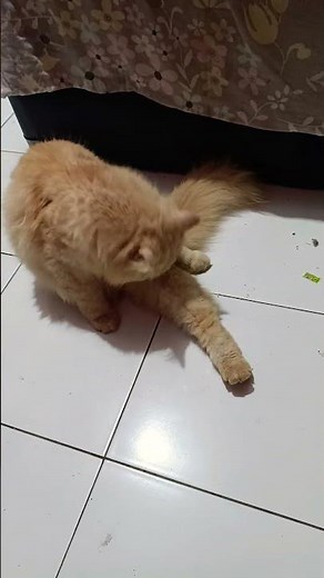 funny cats #242 #cats #cute #pets #meow #instacat #catlover #kittensofinstagram #animaloveras