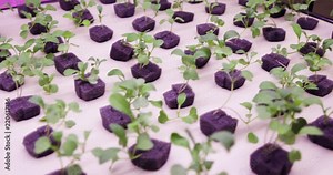 UV grow lights for growing plants. hydroponics Vegetable Farm. LED lights on for growing plants.