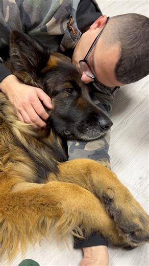 Cuddle time #germanshepherd #doglife #cute #dog | EVO the German Shepherd