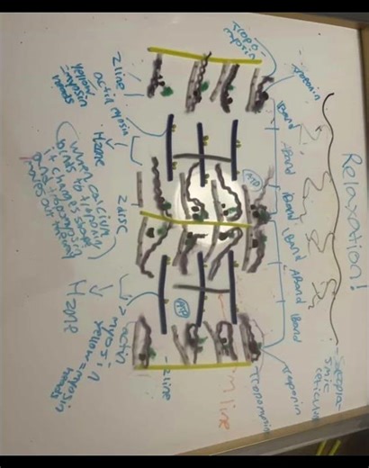 Sarcomere Contraction Stopmotion Video