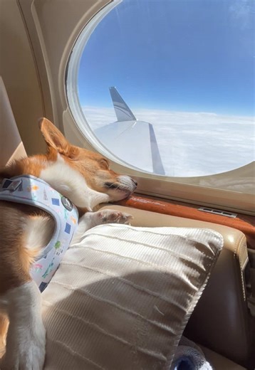 Ever wondered what dogs do when they fly? The answer is sleep most of the time 💤 Moving to 🇪🇺Europe, 🇬🇧UK, 🇺🇸USA, 🇦🇪UAE or planning your next big trip? Wherever you’re heading, fly with the world’s first, leading pay-by-seat private jet service for pets and their owners, K9 JETS. There are over 5,000 reasons why so many families have already chosen us. ❤️ ✨ Why K9 JETS? ✅ Pets fly in the cabin, never in cargo ✅ ATOL-protected for peace of mind ✅ Simple pay-by-seat booking, no need to ch