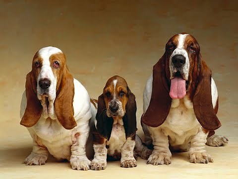 3 PERROS OREJONES