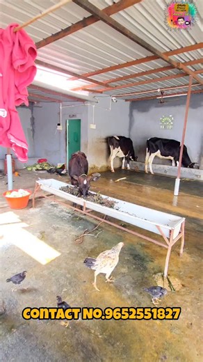 vigneshpuchakayala08 on Instagram: "🏡 Dairy Farm for Rent! 🐄 Looking for a perfect space to start or expand your dairy business? Spacious Dairy Farm available for rent — ideal for cattle, milk production & storage. #trending #trendingreels #enjoy #people #chittoor #love #chittoortown #chittoorevents #chittoordistrict #people #dairy #cows #sheep #farms #people #enjoy #love #happy #chittoortown #chittoorcity #Chittoor"