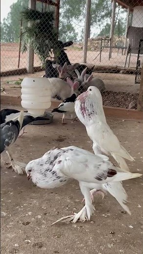 The Ultimate Guide to Building a Pigeon Loft (DIY)