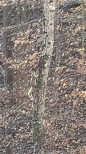 American Gray Squirrel Noises