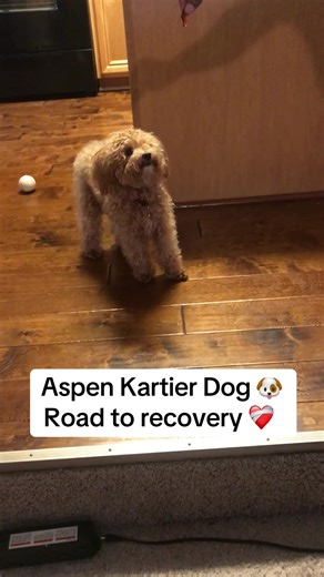 Aspen the Kartier Dog's Inspiring Recovery Journey