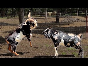 Bros Before Does or Maybe Not!