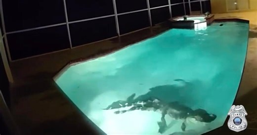 Florida police help remove hissing alligator from family pool