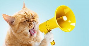 Mačke mjauču, predu, pevuše, šište i od njihovih jauka ponekad boli glava: Ali, kad vide plen, one zvuče ovako