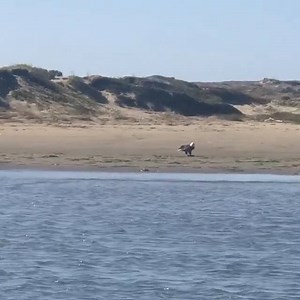 A beautiful video of an American Bald Eagle in the Bay. #Repost The Paddleboard Company ・・・ Bald eagle 🦅 having breakfast. Morning paddles are the best for spotting wildlife but this was a rare find! #MorroBay #BaldEagle | Morro Bay CA