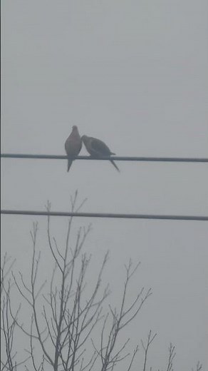 Mourning Dove courtship