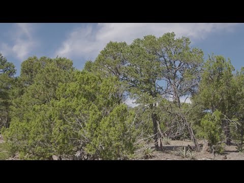 Bernalillo County plans to revitalize over 500 acres of untouched land by East Mountains