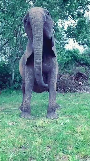 Elephants Playing Trumpet: A Musical Comedy